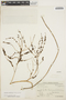 Anredera cordifolia image