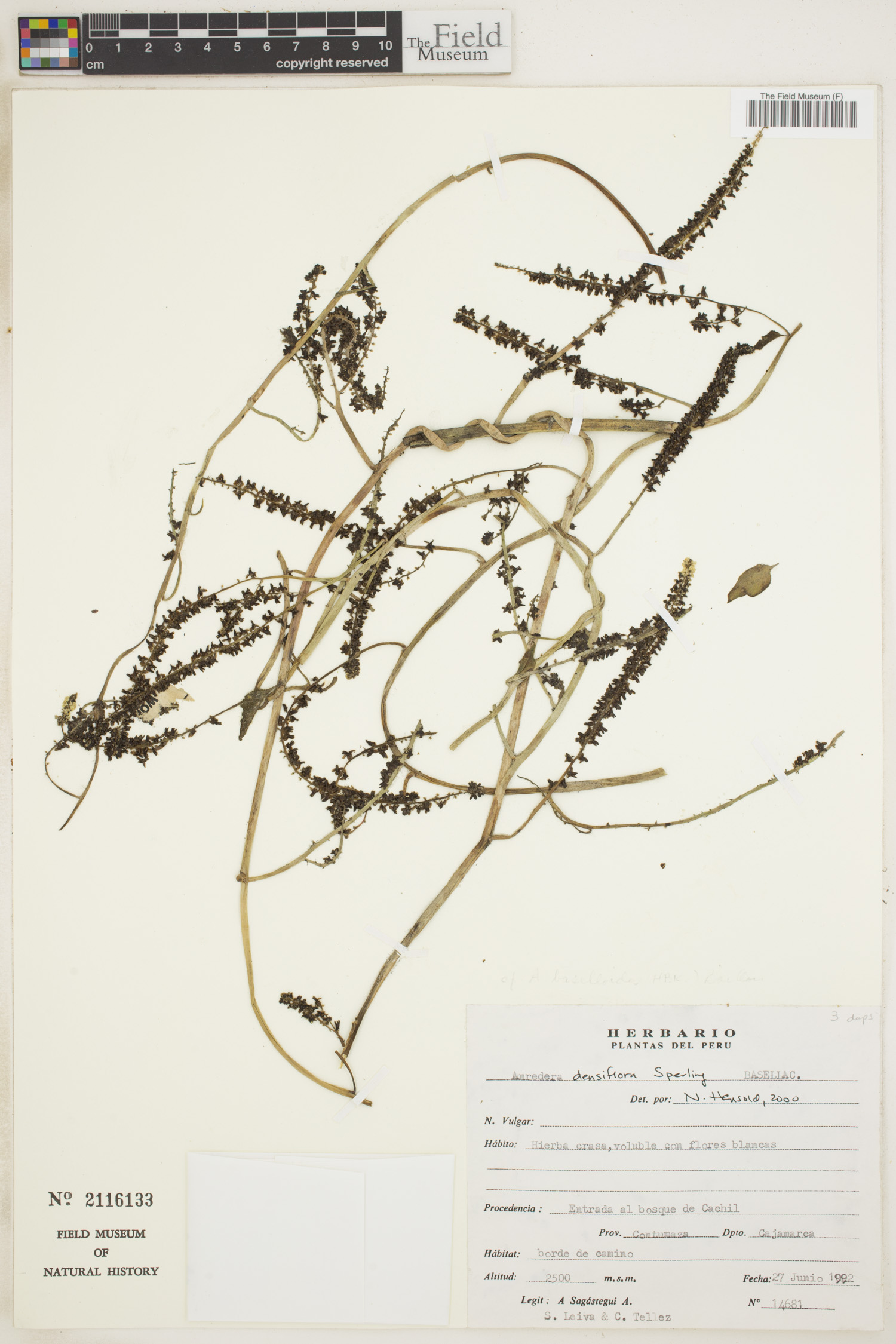 Anredera densiflora image