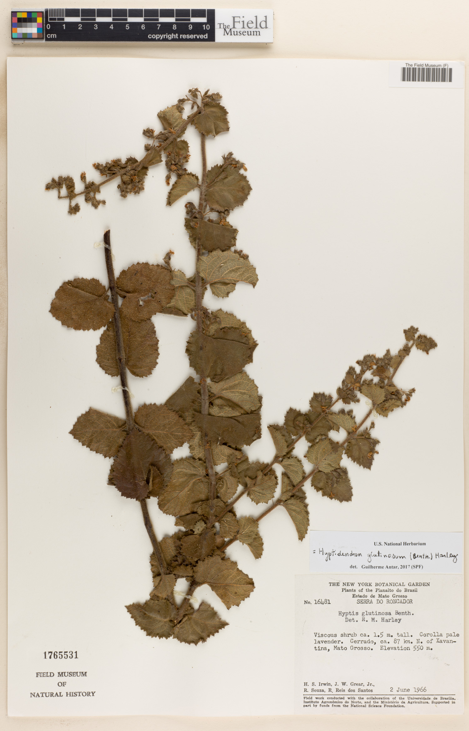 Hyptidendron glutinosum image