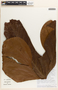 Anthurium herthae image
