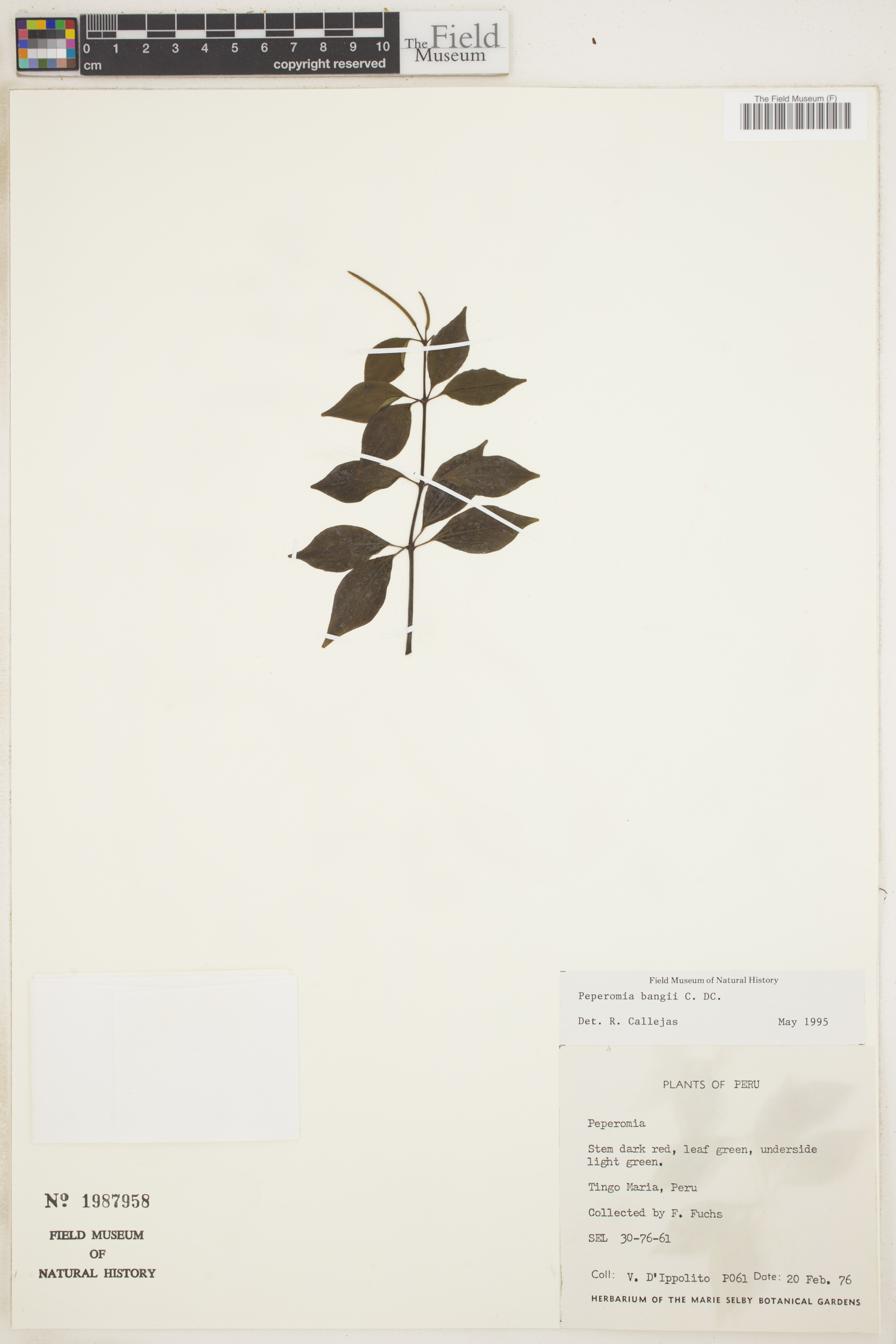 Peperomia bangii image