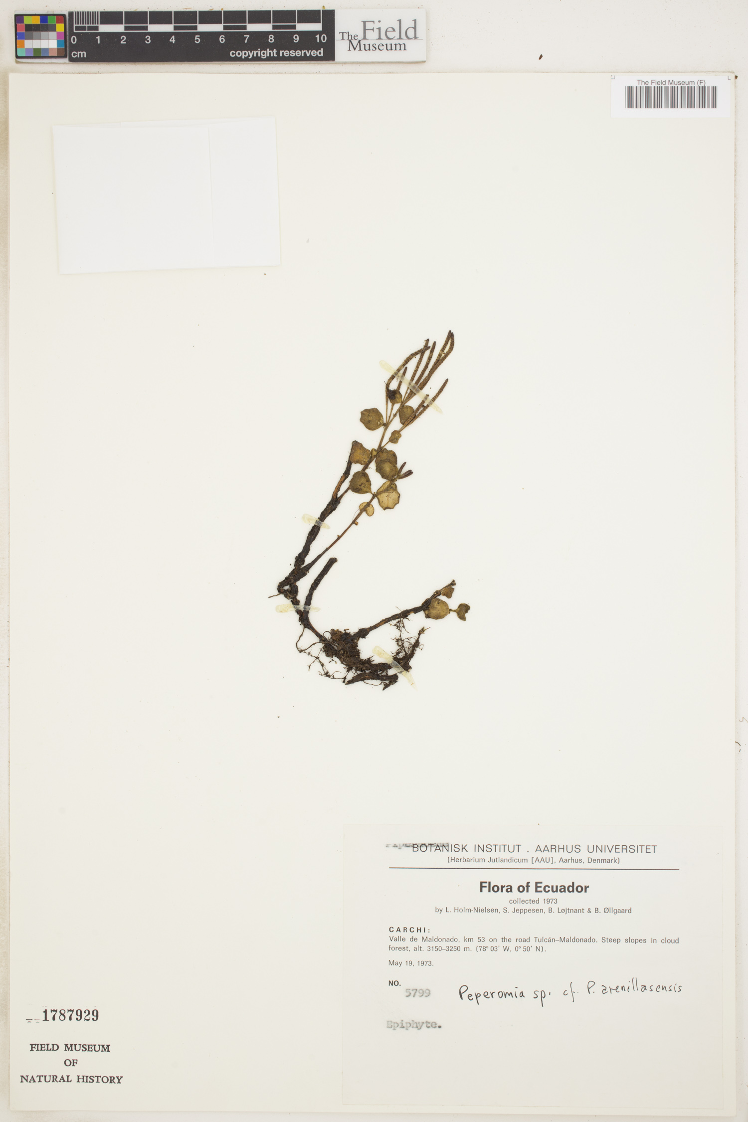 Peperomia arenillasensis image