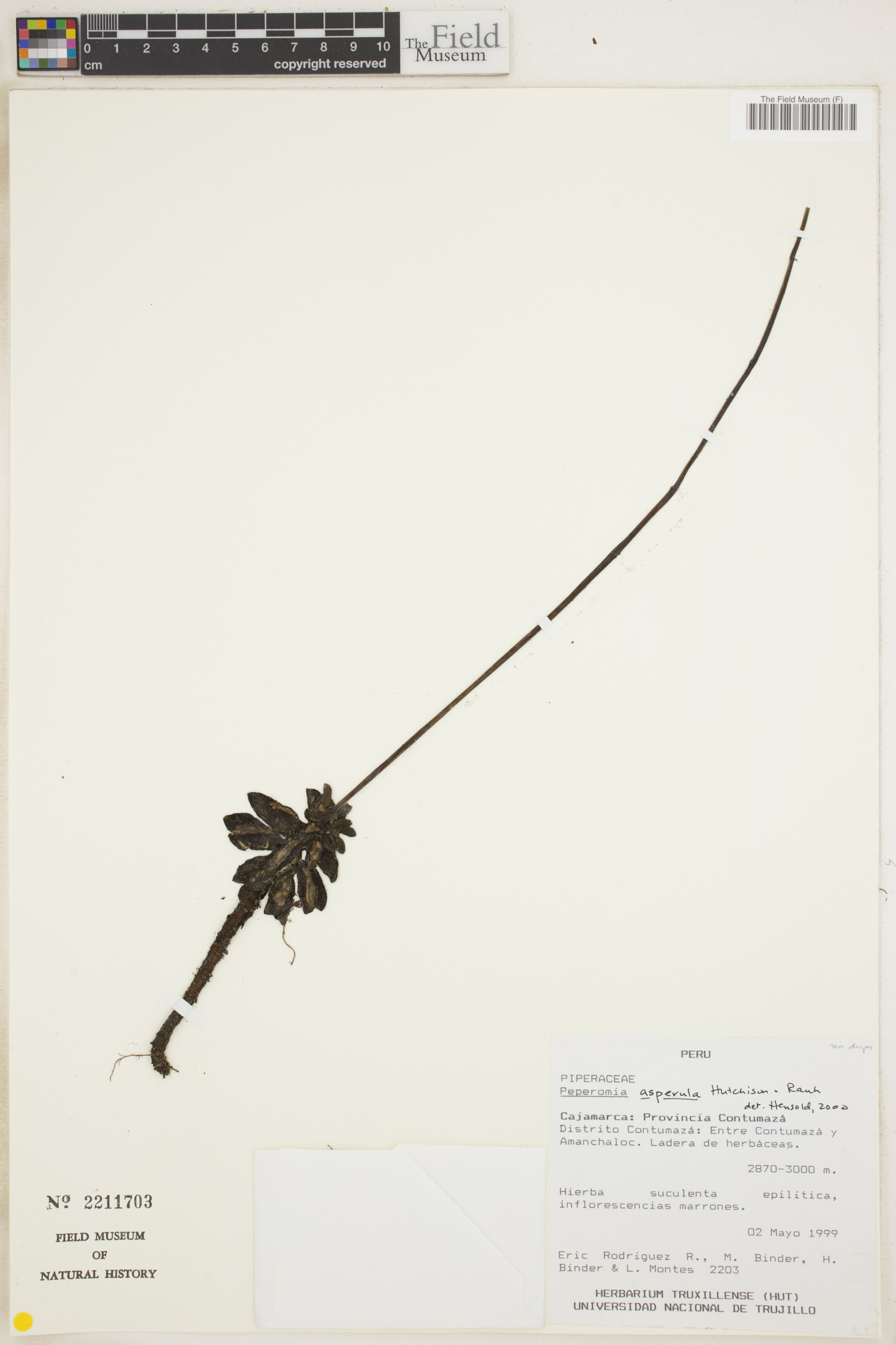 Peperomia asperula image