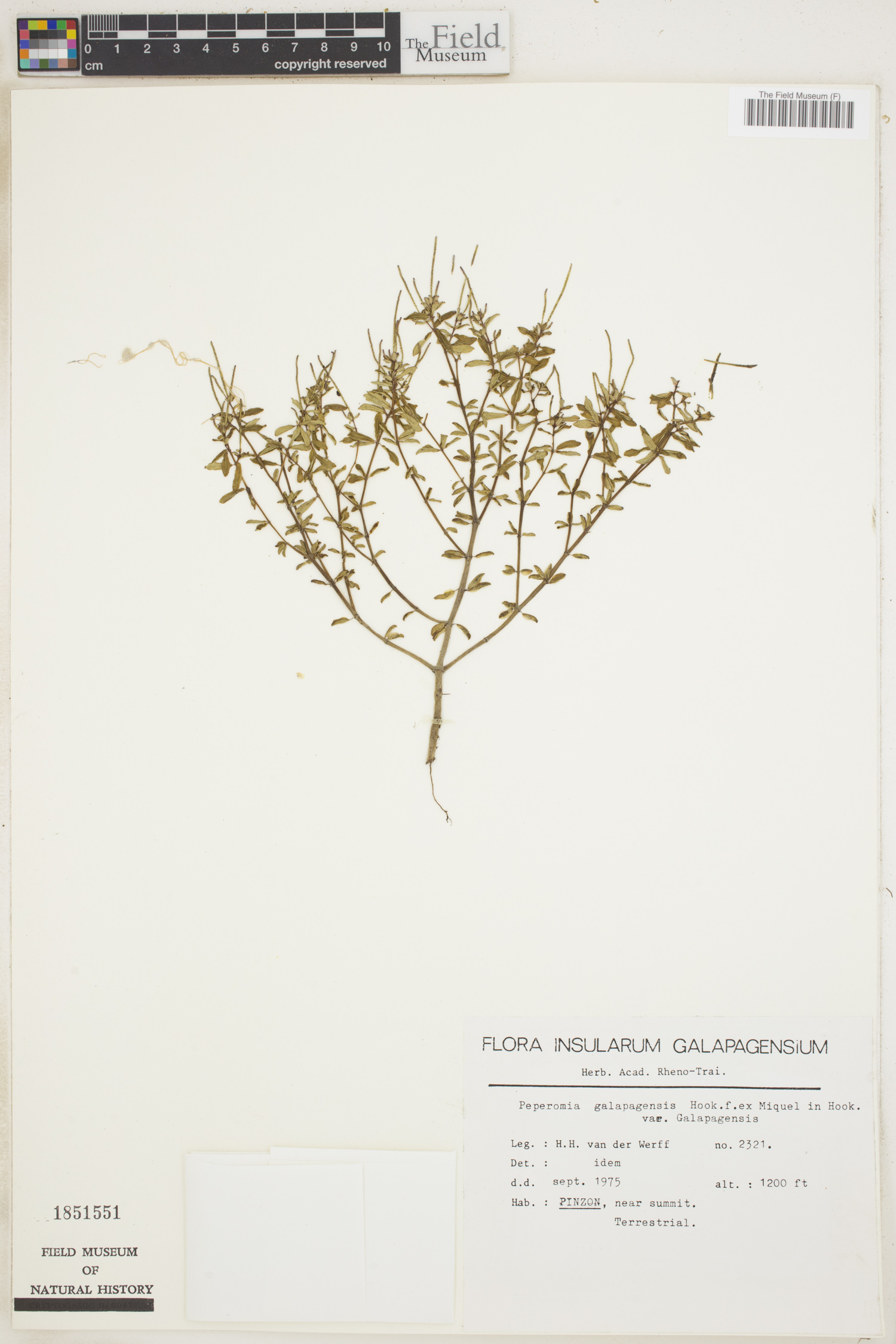 Peperomia galapagensis image