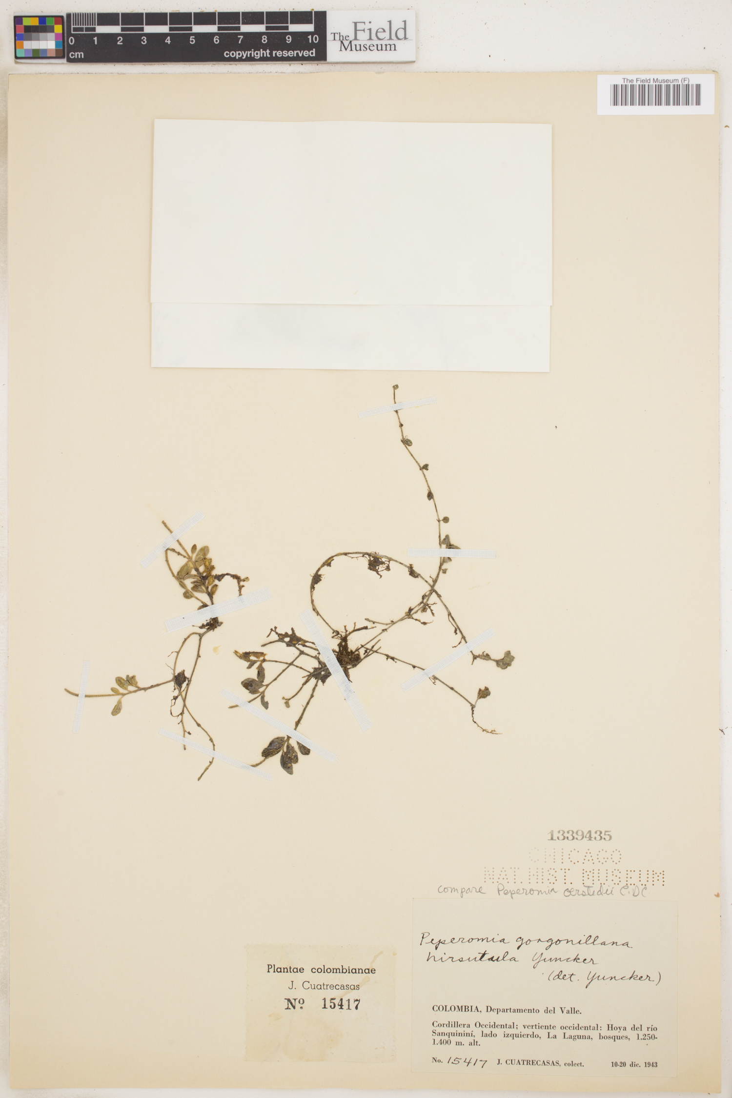 Peperomia gorgonillana image