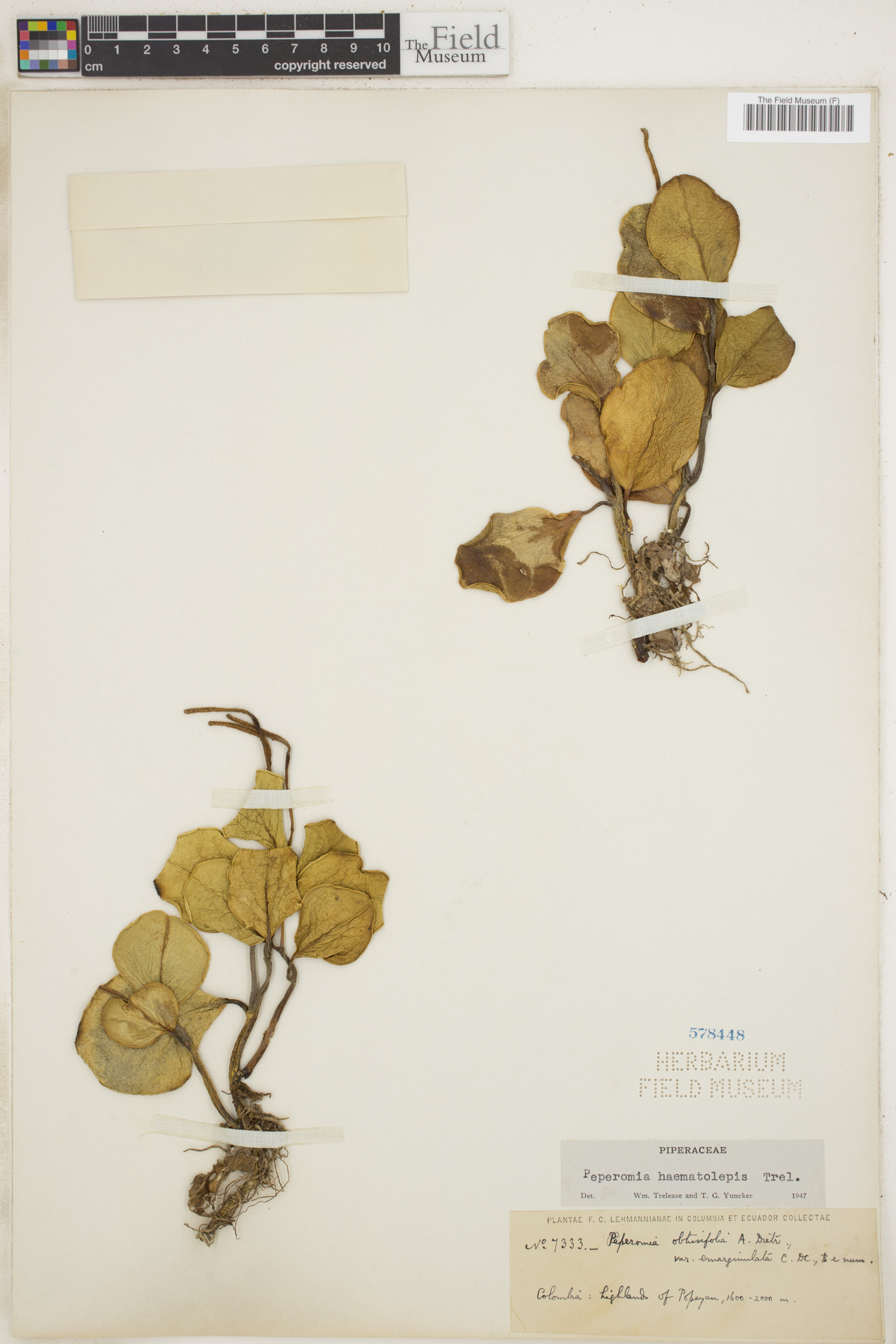 Peperomia haematolepis image