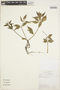 Peperomia lanceolata image