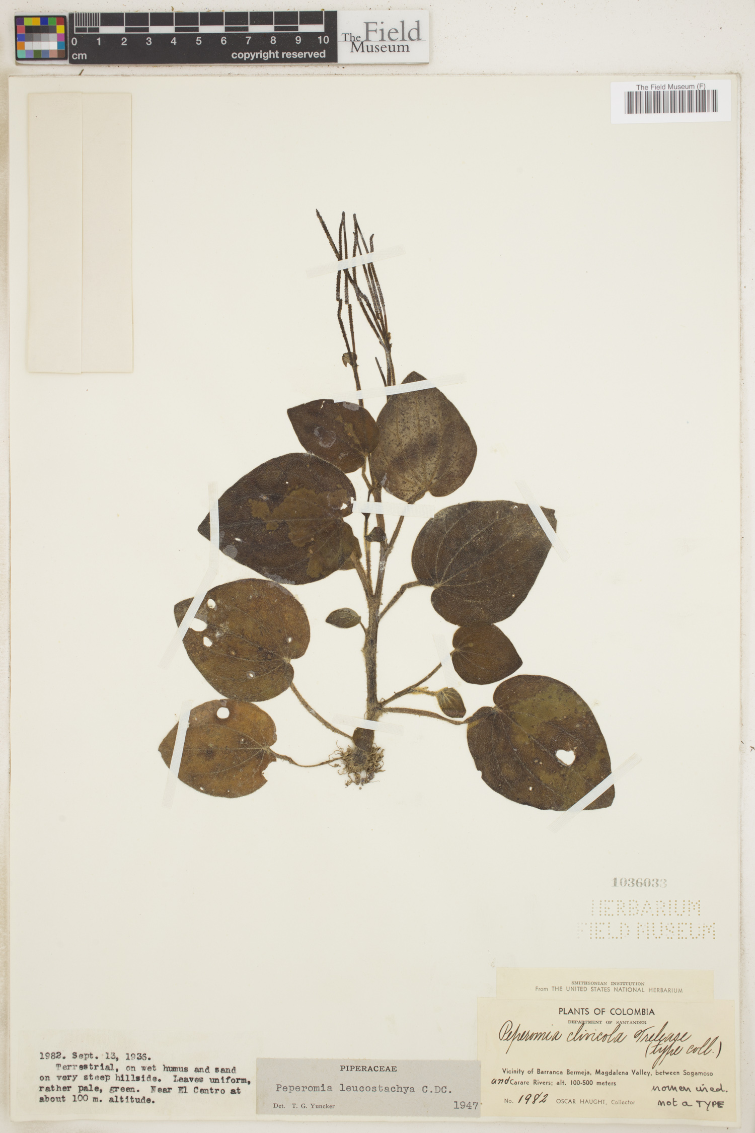 Peperomia leucostachya image