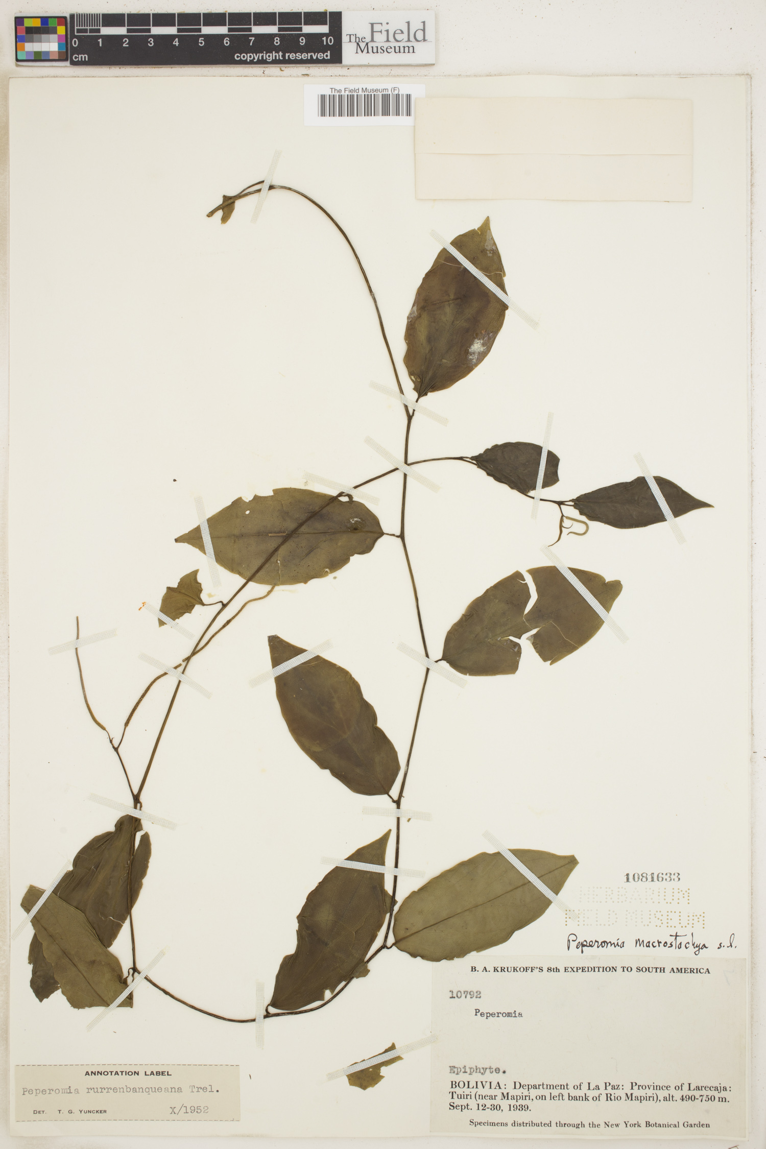 Peperomia macrostachyos image