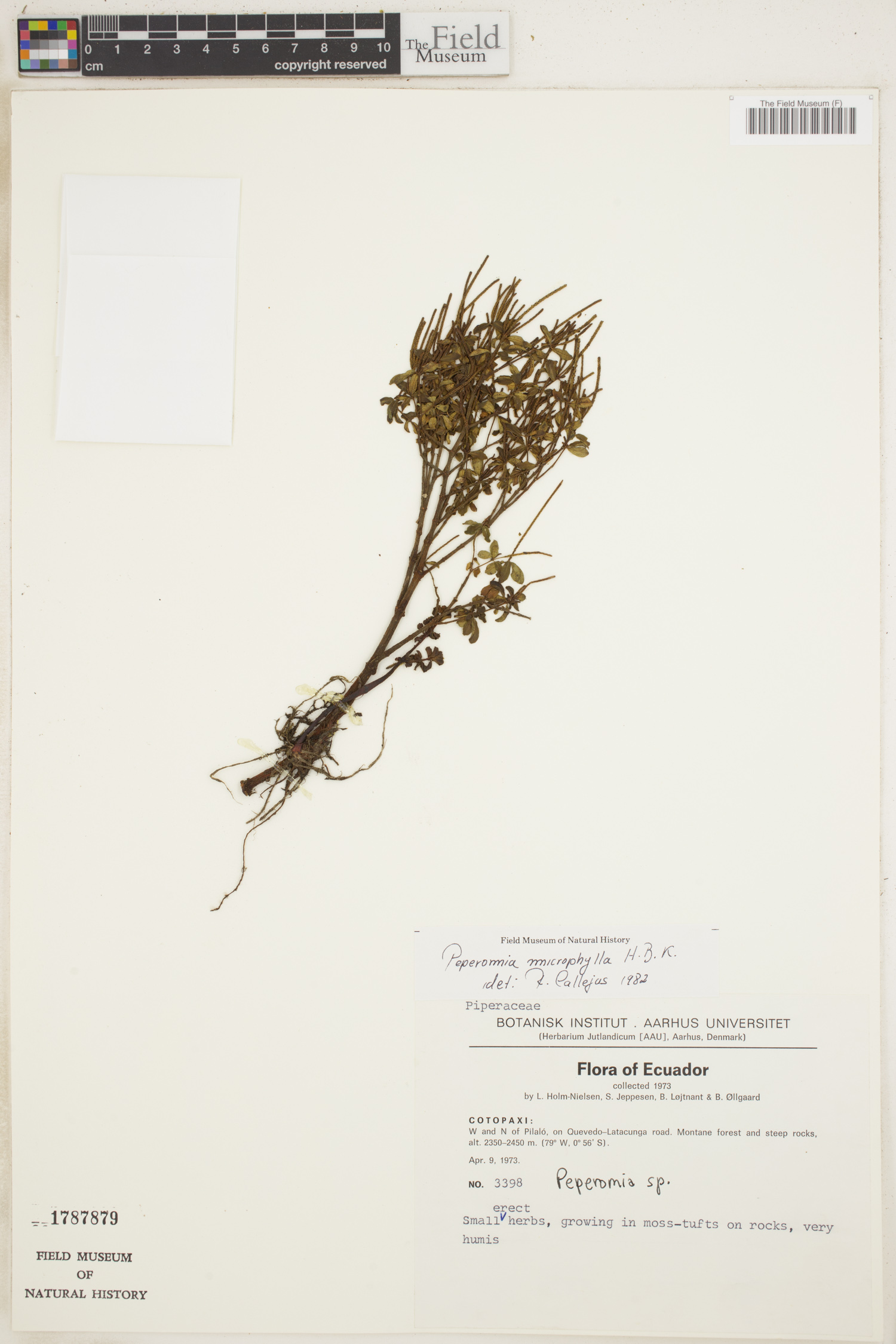 Peperomia microphylla image