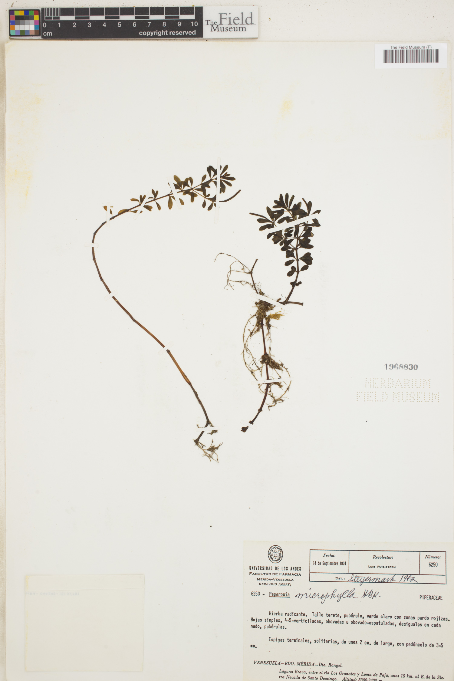 Peperomia microphylla image