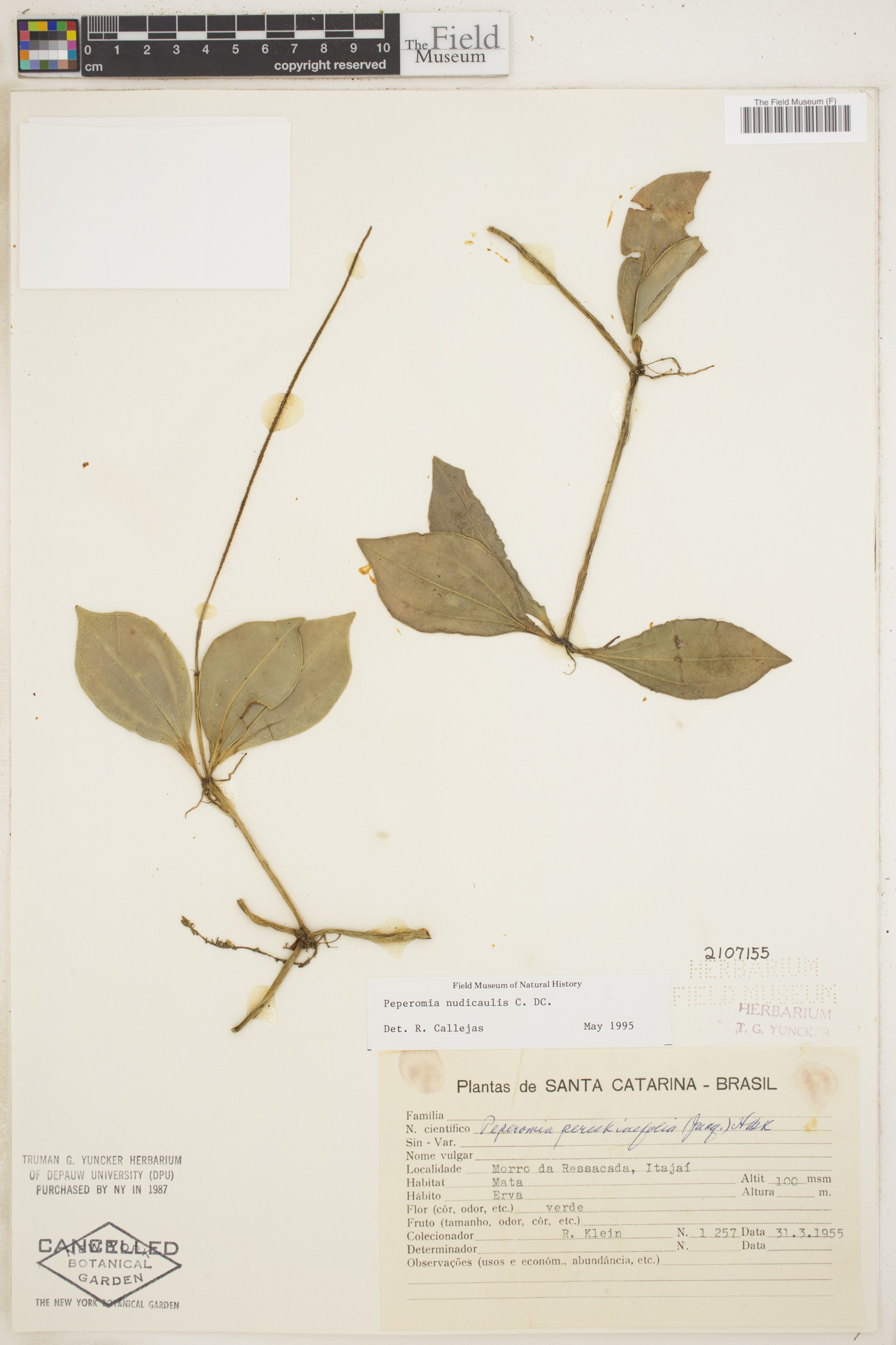 Peperomia nudicaulis image
