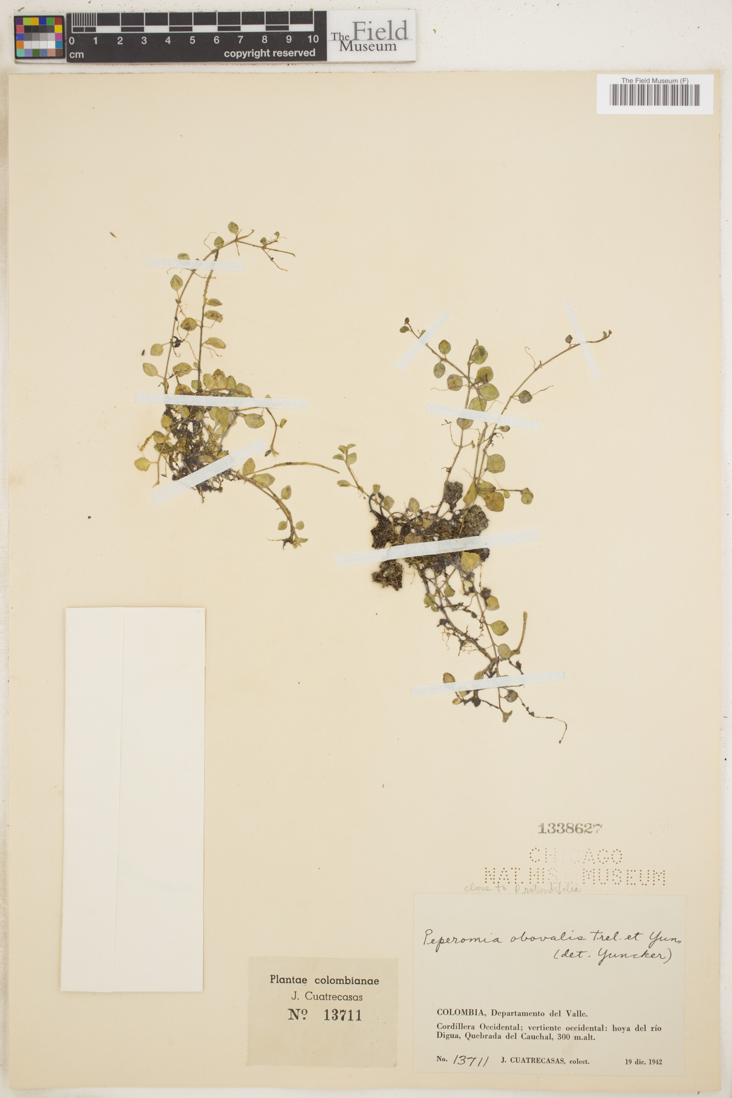 Peperomia obovalis image