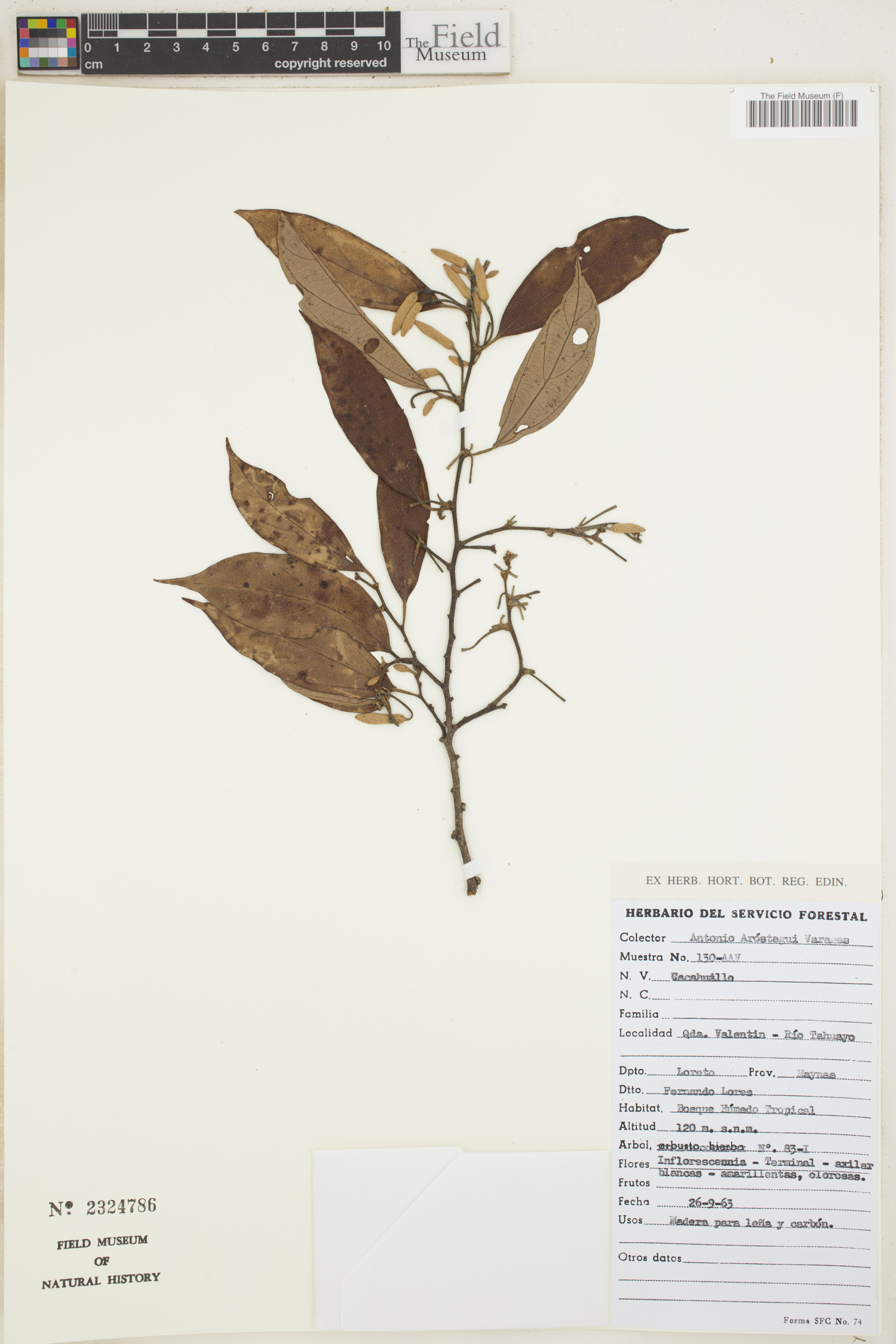 Tiliaceae image