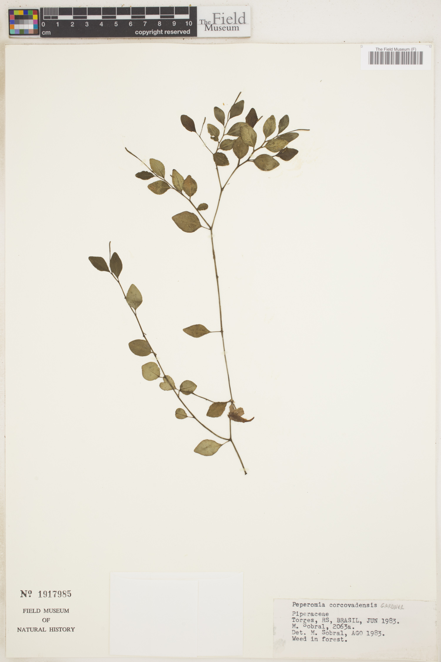 Peperomia corcovadensis image