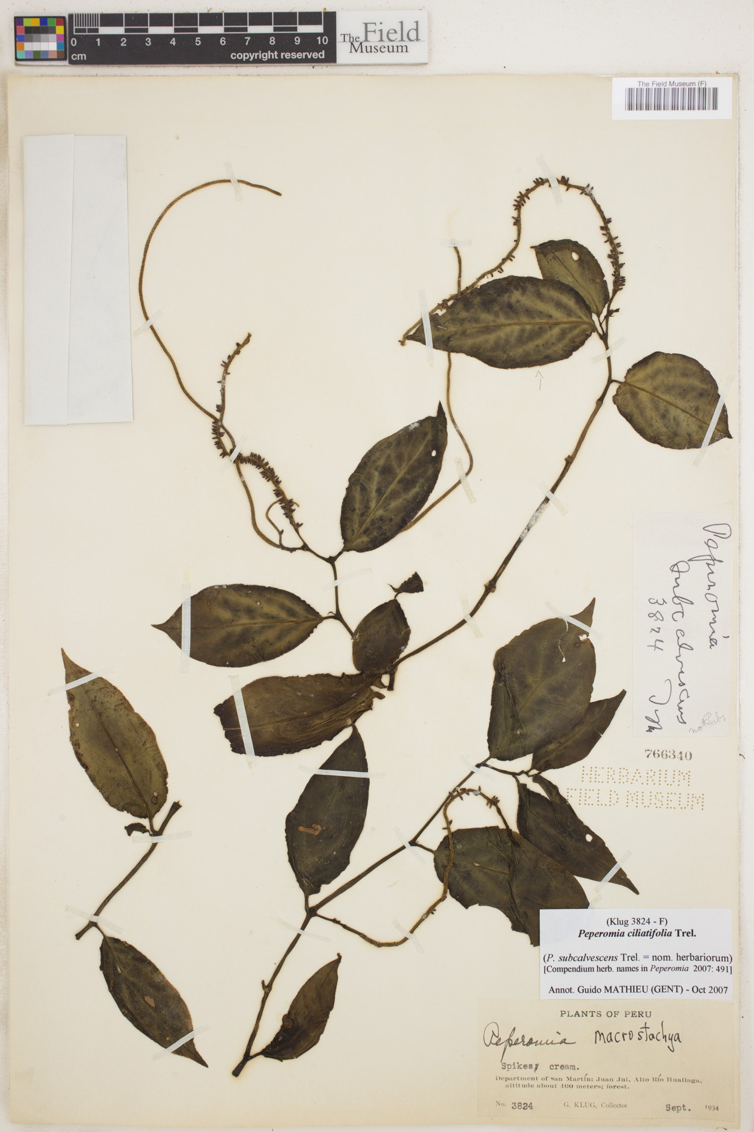 Peperomia ciliatifolia image