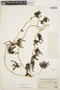 Anredera densiflora image