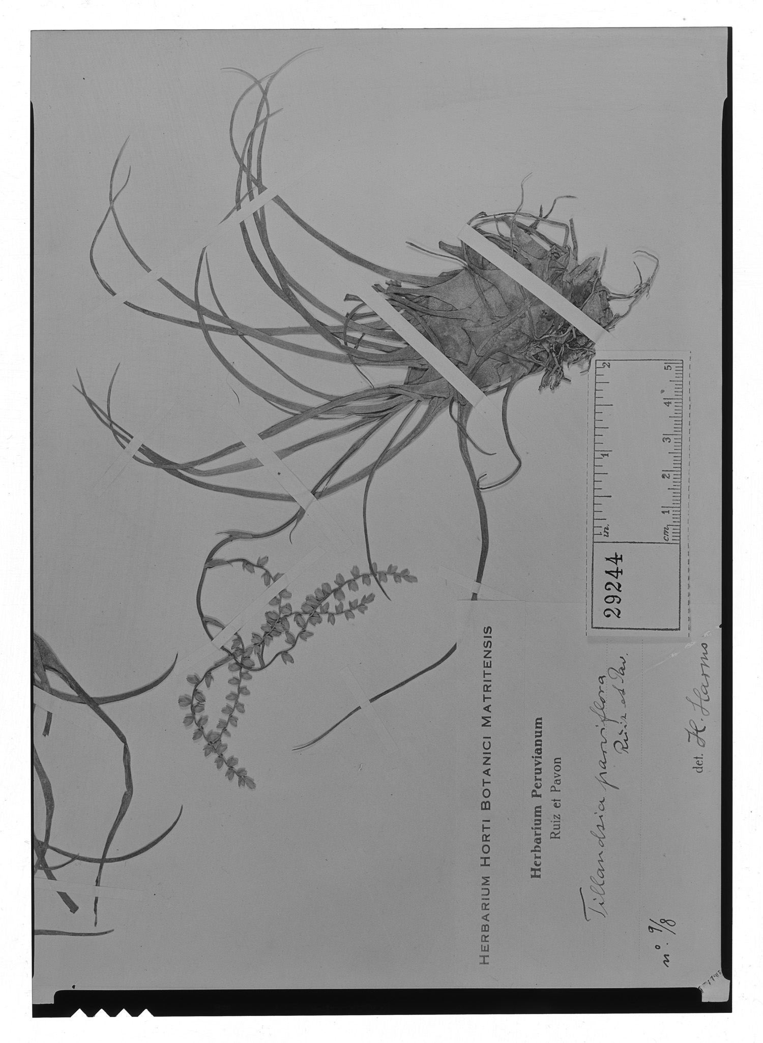Tillandsia parviflora image