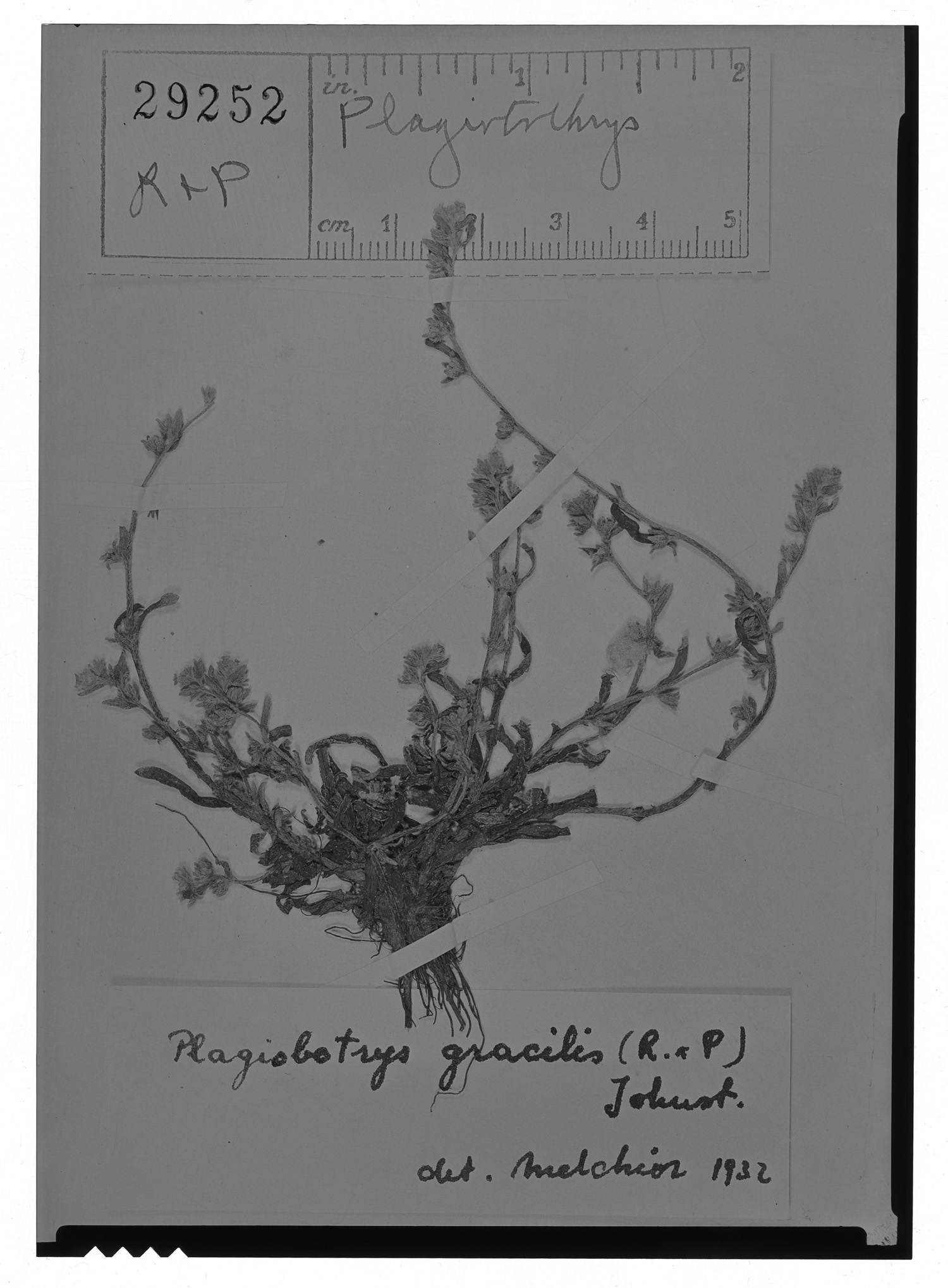 Plagiobothrys gracilis image