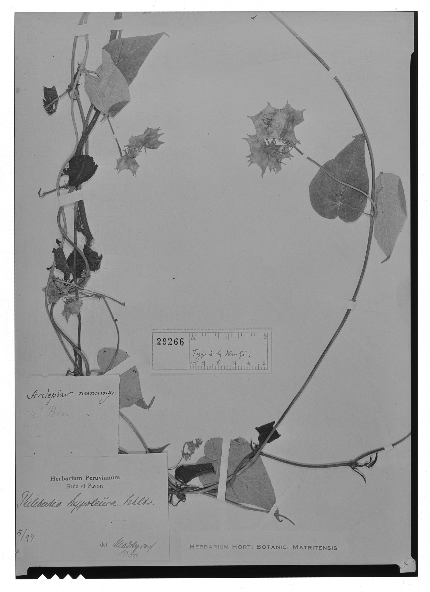 Philibertia campanulata image