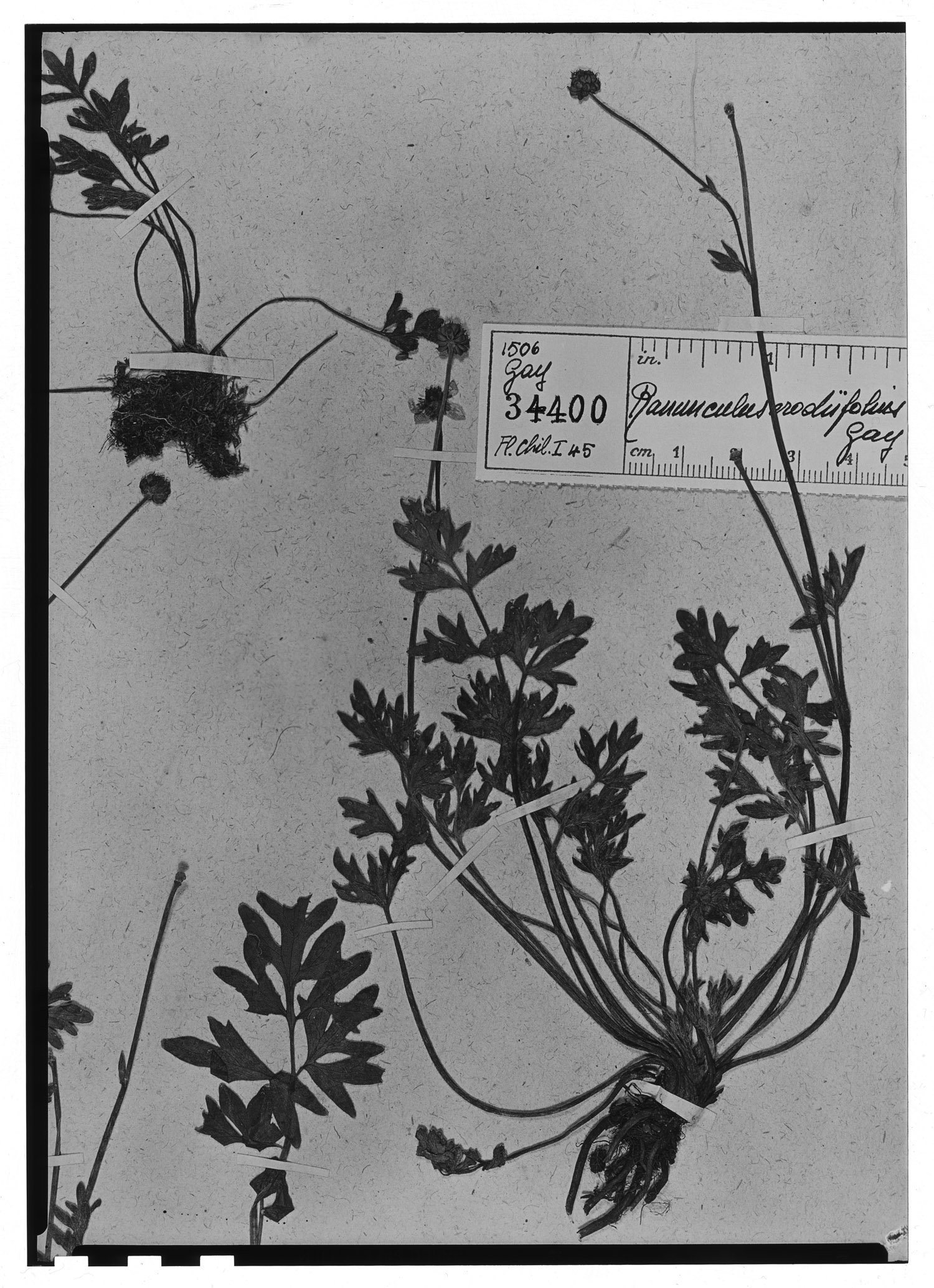 Ranunculus peduncularis var. erodiifolius image