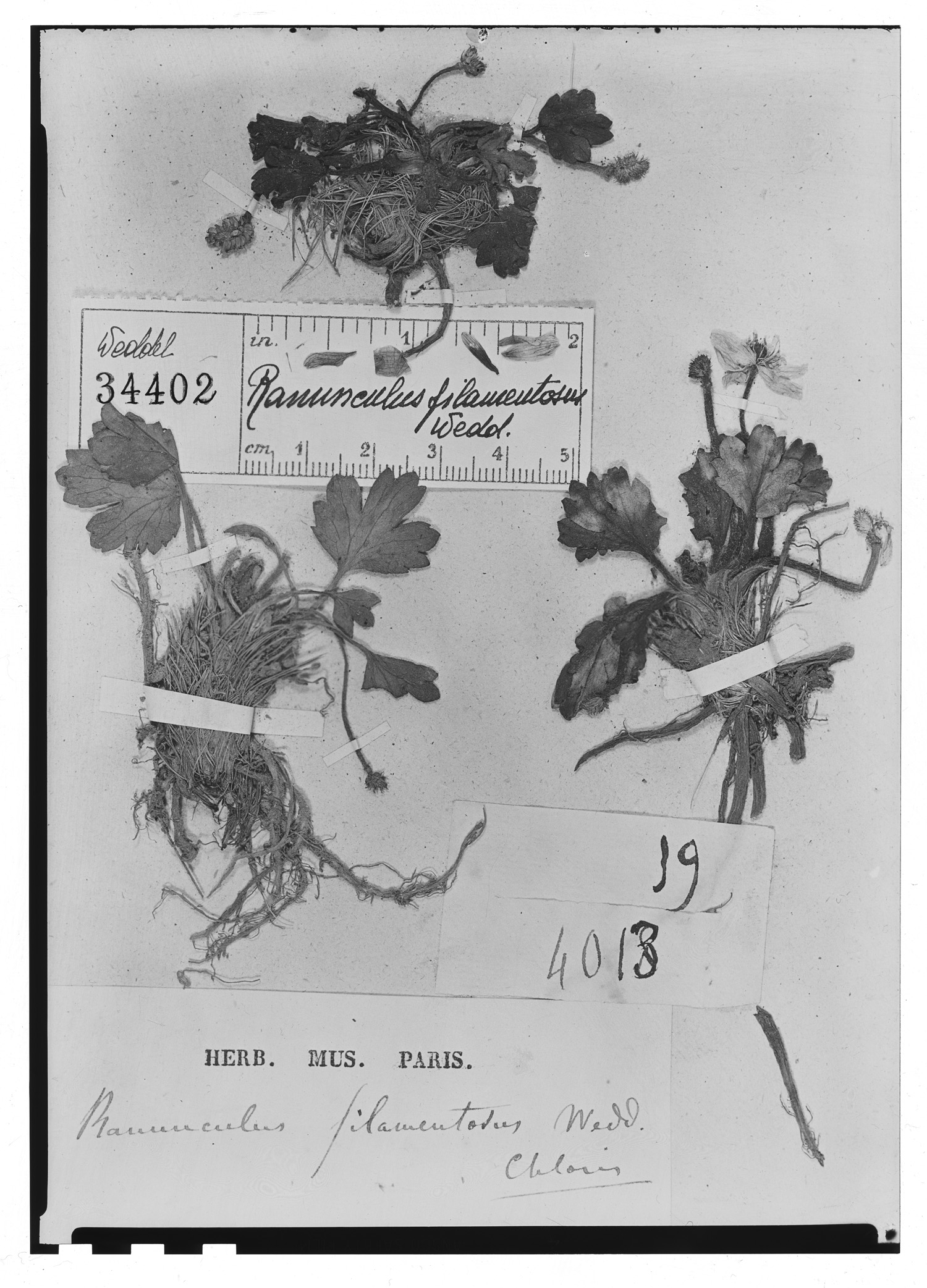 Ranunculus filamentosus image