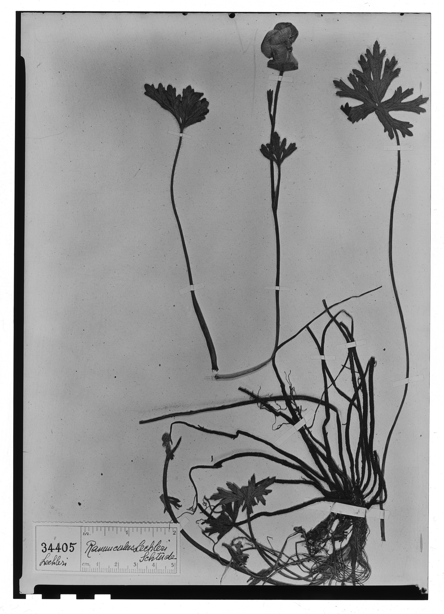 Ranunculus krapfia var. lechleri image