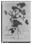 Ranunculus maclovianus image