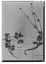 Ranunculus pilosus image