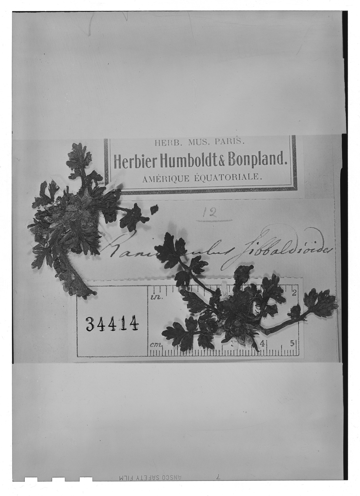 Ranunculus praemorsus image