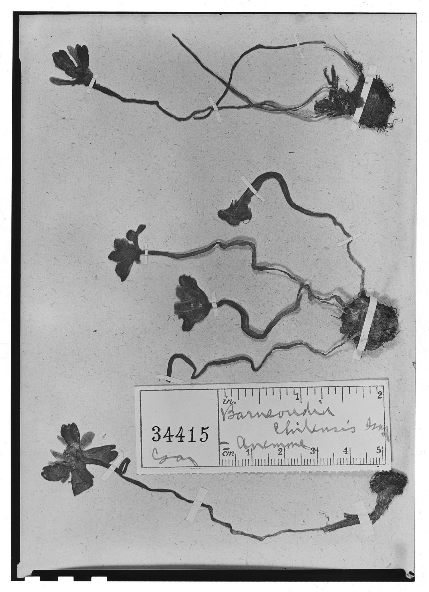 Anemone chilensis image