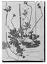 Anemone helleborifolia image