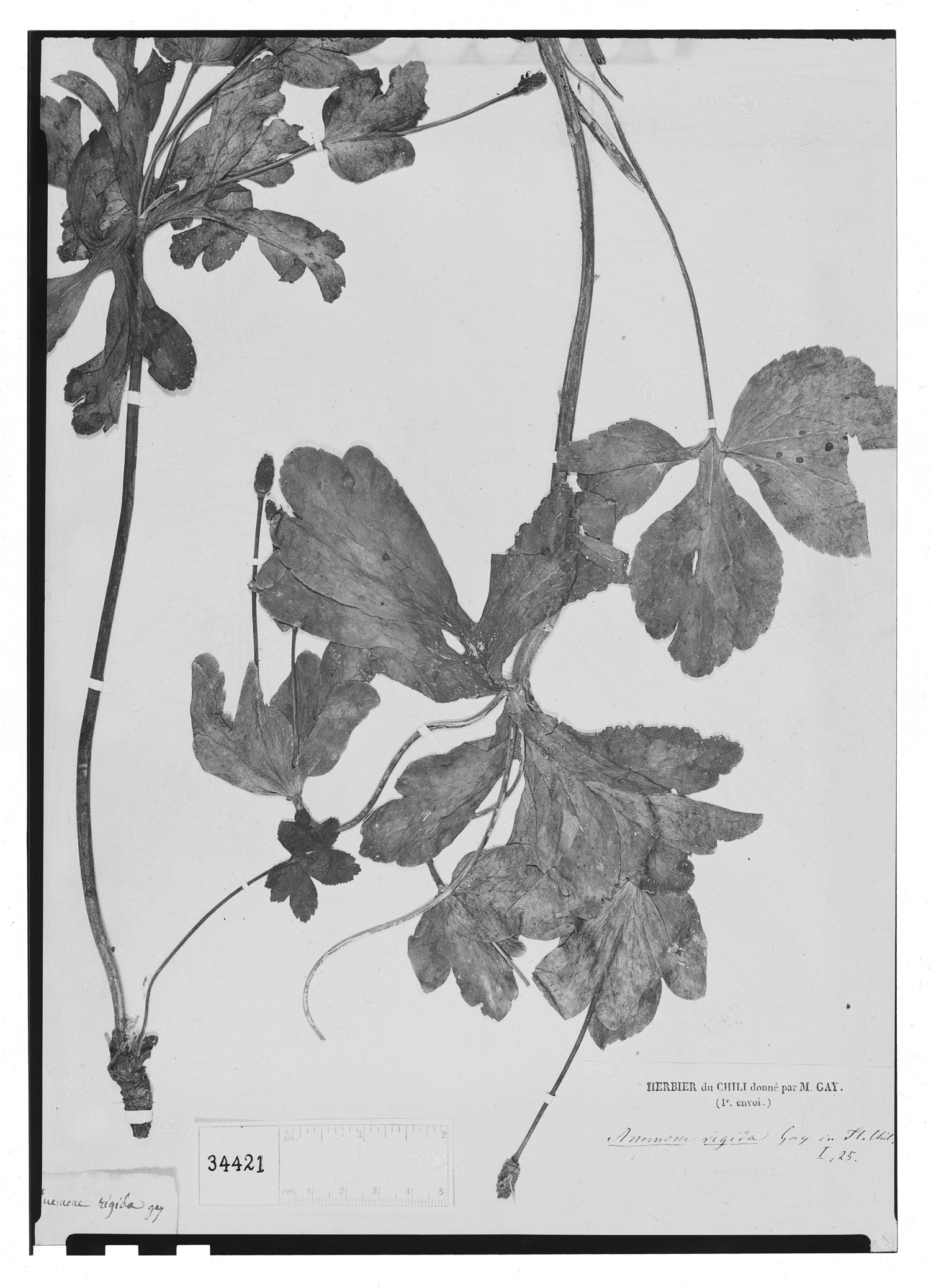 Anemone rigida image