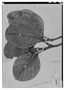 Magnolia sellowiana image