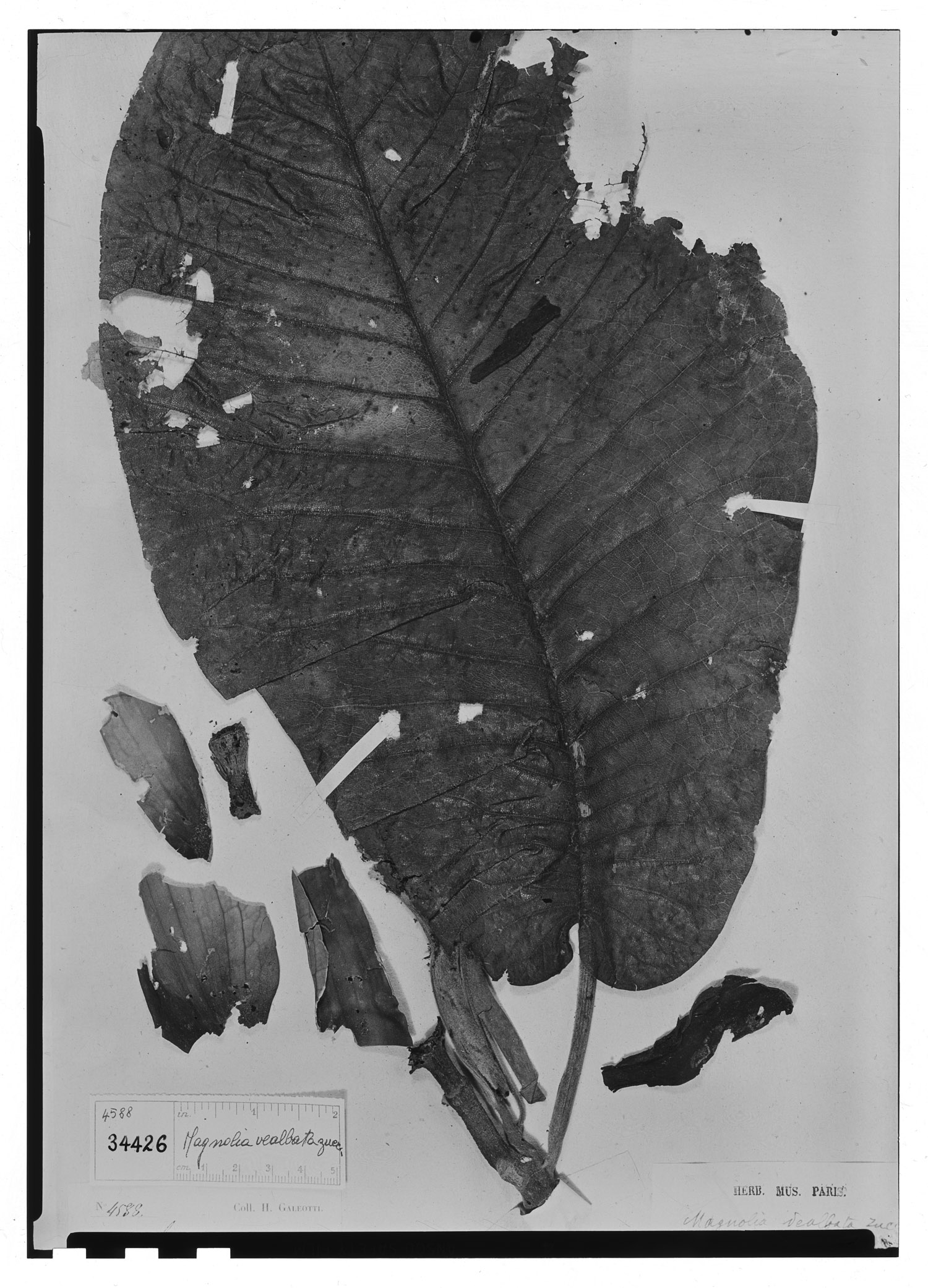Magnolia macrophylla var. dealbata image