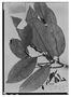 Magnolia schiedeana image