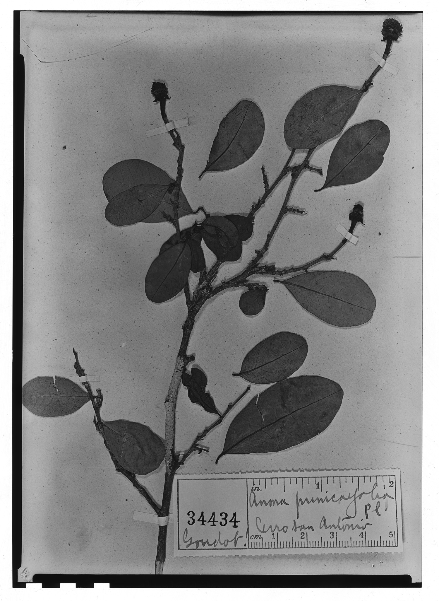 Annona punicifolia image