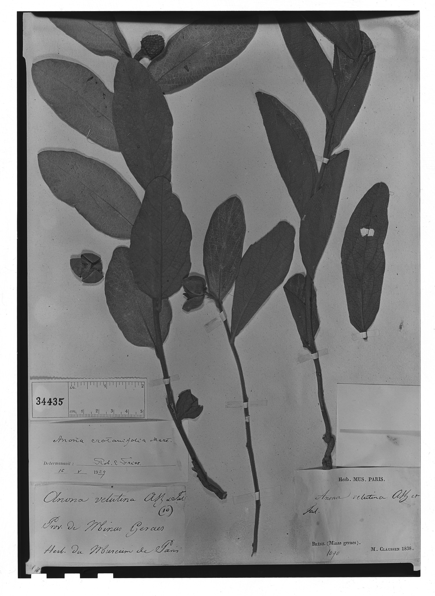 Annona crotonifolia image