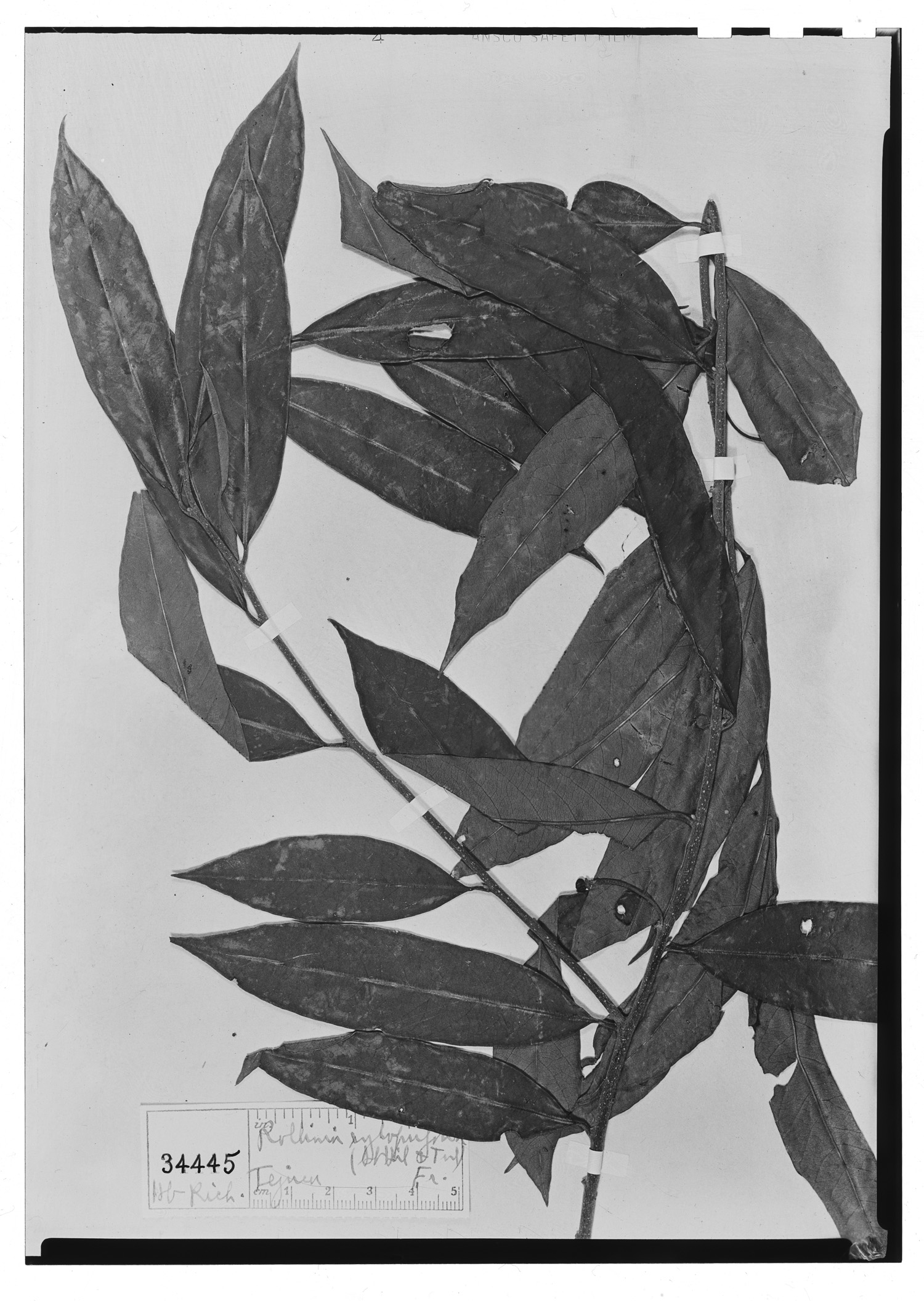 Annona xylopiifolia image