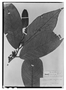 Annona cherimolioides image