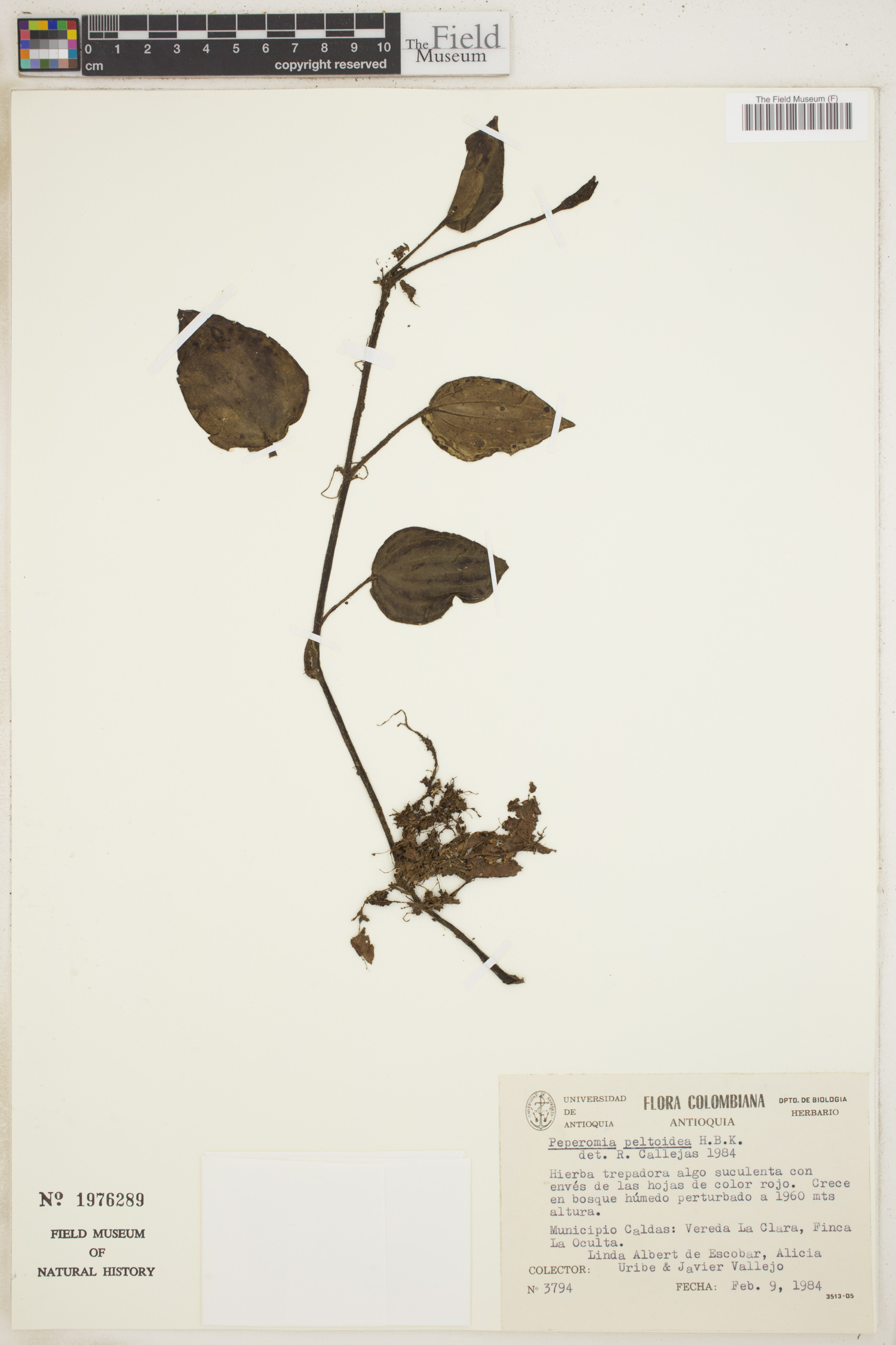 Peperomia peltoidea image