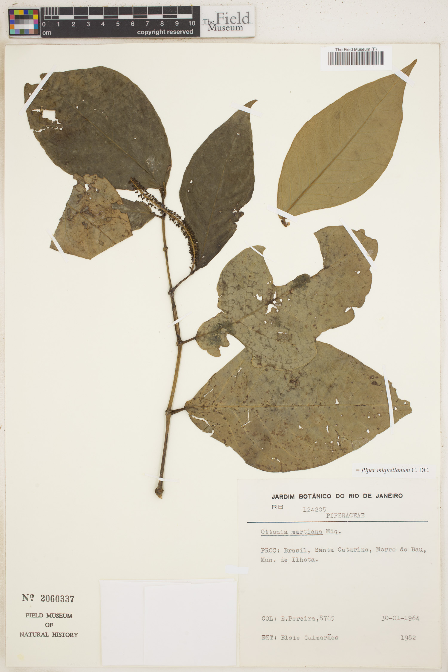 Piper miquelianum image