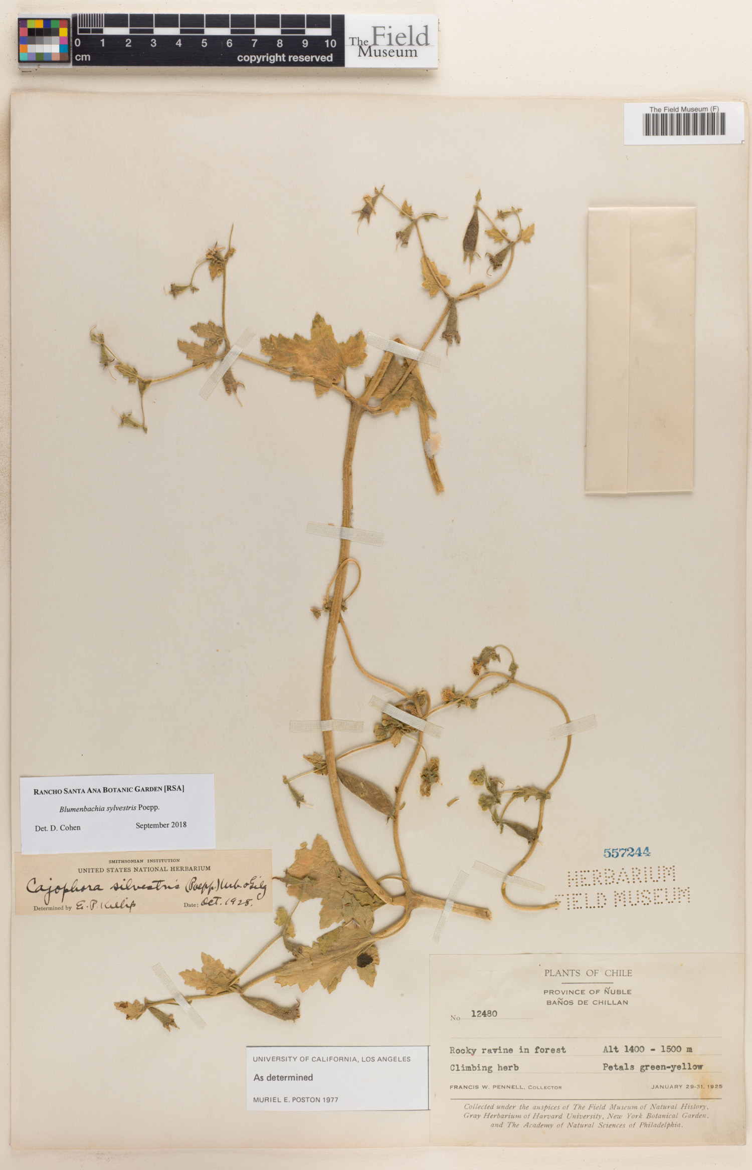 Blumenbachia silvestris image