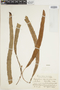 Elaphoglossum siliquoides image