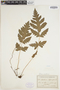 Tectaria cicutaria image
