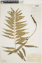 Lomariopsis kunzeana image