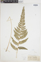 Polystichum aculeatum image