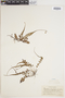 Polystichum rhizophyllum image