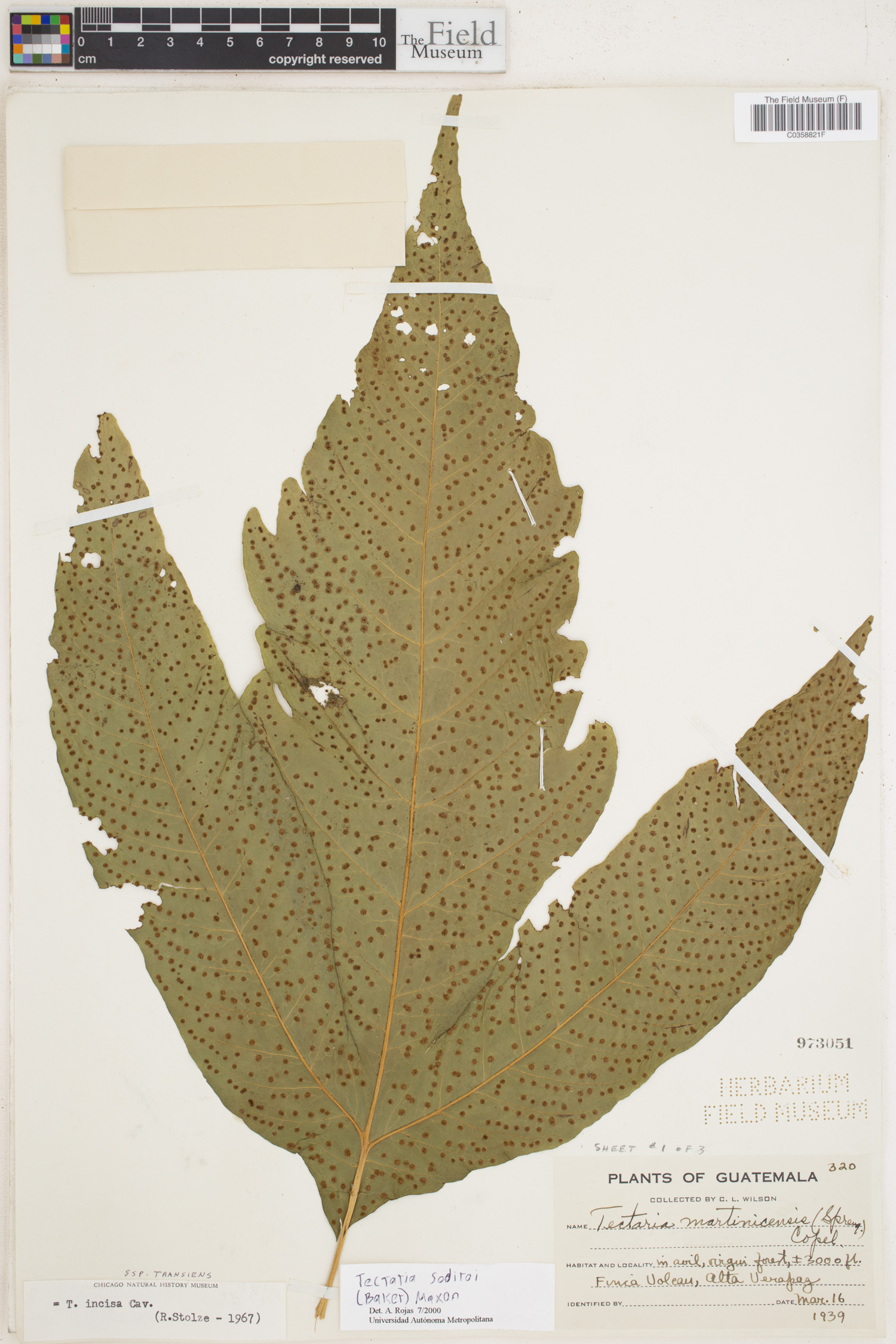 Tectaria antioquiana image