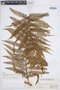 Cyathea arborea image